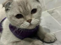 Yaşına girdiği için scottish