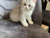 Sahibinden Yavru Chinchilla Yavrusu