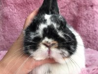 Cüce Tavşan (Broken)