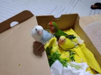 Evde beslediğim takım sevda ve yavruları sahiplerini arıyor