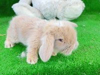 Hollanda teddy lop tavşan yavruları gönderim var