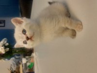 Safkan British Shorthair Yavrularımız