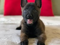 Düşman Yok Eden Belçika Kurdu