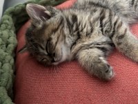 2 Aylık Yavru Kedimiz