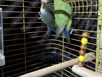 Takım Sevda Papağanı