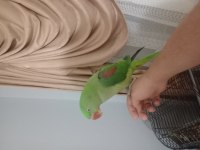 Full evcil konuşan alexander papağanı