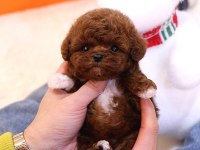 Toy poodle köpeği yavrular