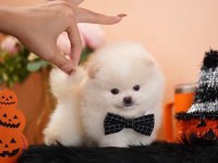 Pomeranian boo micro ayıcık surat