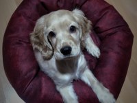 2,5 aylık dişi ingiliz av köpeği