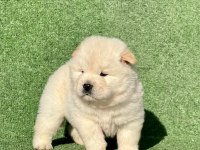 Chow chow yavruları yeni yuvaya hazır