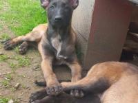 Bursadan Malinois Yavrular