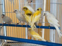 Üreticiden halka kanaryalar