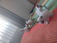 Safkan Siyam Kedisi Bebekler