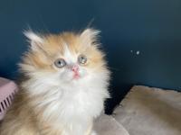 Bicolour Safkan British Longhair Kardeşler