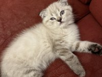 50 günlük bluepoint yavru kediler