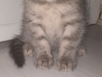 British Ve Scottish 4 Yavru