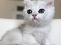 Mükemmel Kalite Silver Kedimiz