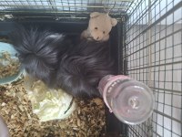 Kafesi Ve Eşyalarıyla Guinea Pig