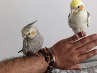 Ele Alışkın Isırma Bilmezler Evcil Çok Güzel Çift Sultan Papağanı