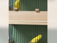 Zıpkın gibi ötümde harz roller kanaryalar!