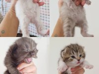 Çikolata babanın bebek kedileri