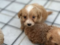 Sevimli Maltipoo Yavrularımız Yeni Ailelerini Bekliyor