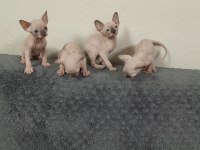 1 aylık sfenks yavrular