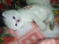 Siyam ve golden n11 kedi kırması