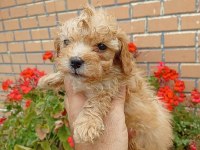 Maltipoo minik şekerler