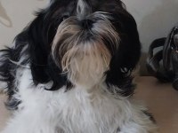 Yavru shih tzu