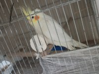 Çift Sultan Papağanı