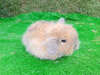 Hollanda Teddy Lop Tavşan Yavrular