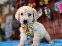 Golden Retriever Severler İçin Minik Kalpler