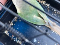 Ful Evcil Konur Papağanı