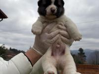 Orjinal Safkan A Kalite Amerikan Akita Yavruları