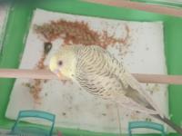 6 Aylık Erkek Muhabbet Kuşu