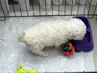 Maltese 2 Aylık Yavru