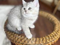British Shorthair Dişi Yavru Kedi Brı As 22