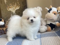 Ayı Surat Pomeranian Boo Köpekler