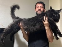 Blue ve black smooke maine coon