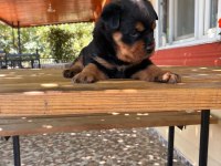 A Kalite Macar Kafa Rottweiler Bebek Köpekler