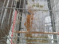 İki Yaşında Sultanlar