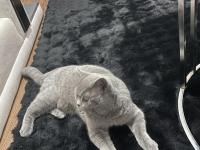 Ücretsiz Kedimiz British Sahiplendirilecektir.