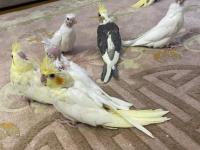 El Besleme Yavru Sultan Papağanları