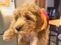 0 numara red brown dişi aşılı poodle