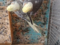 Yavru Sultan Papağanlar