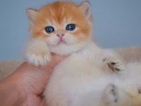 Şampiyon Golden British Shorthair Yavrumuz