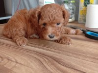 Safkan Red Brown Teacup Poodle