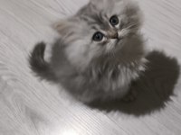 Kül Kedisi Tatlı Chinchilla Yavrularım