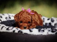 Toy Poodle Kore Red Brown Mini Yavrularımız